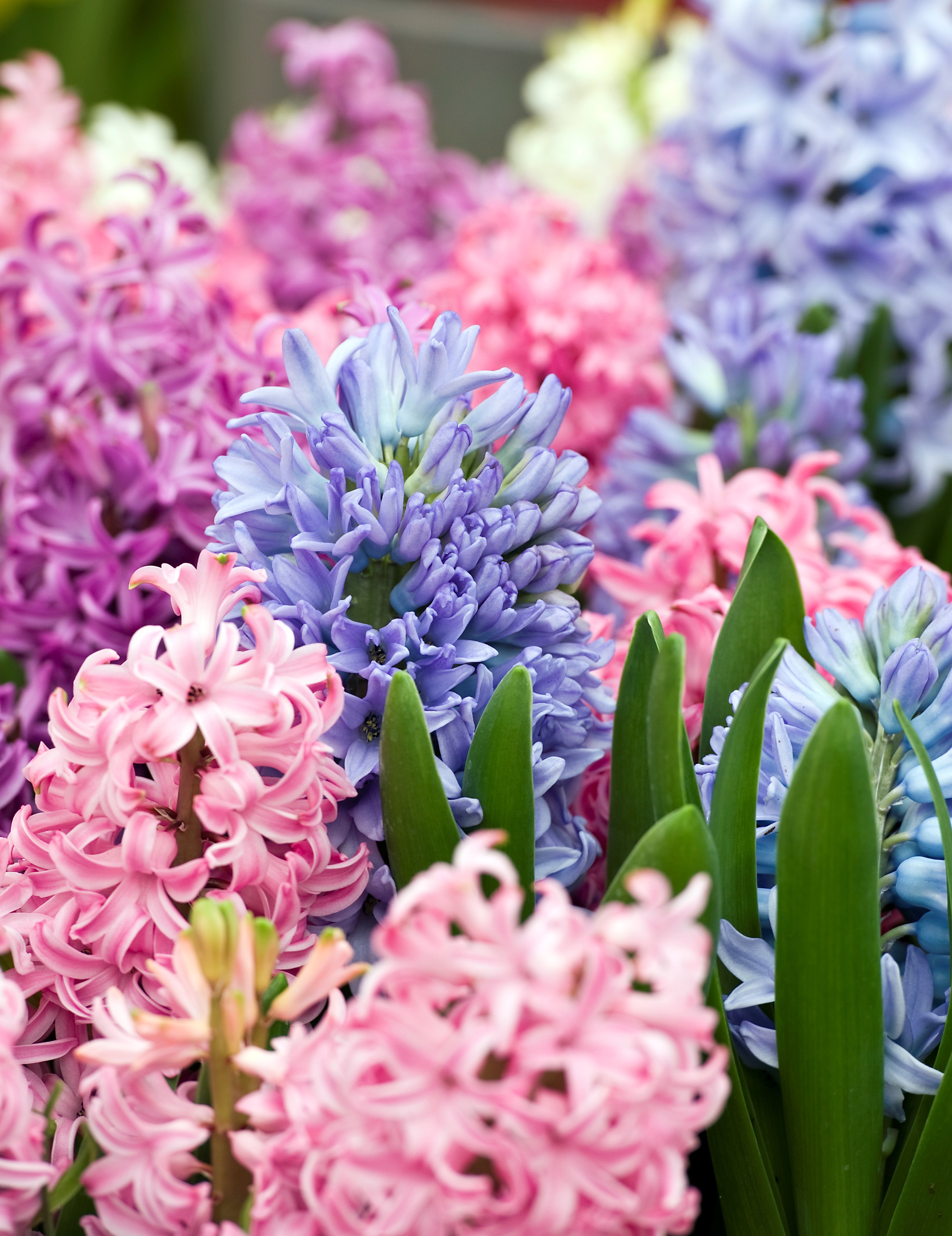 Hyacinth, Dutch